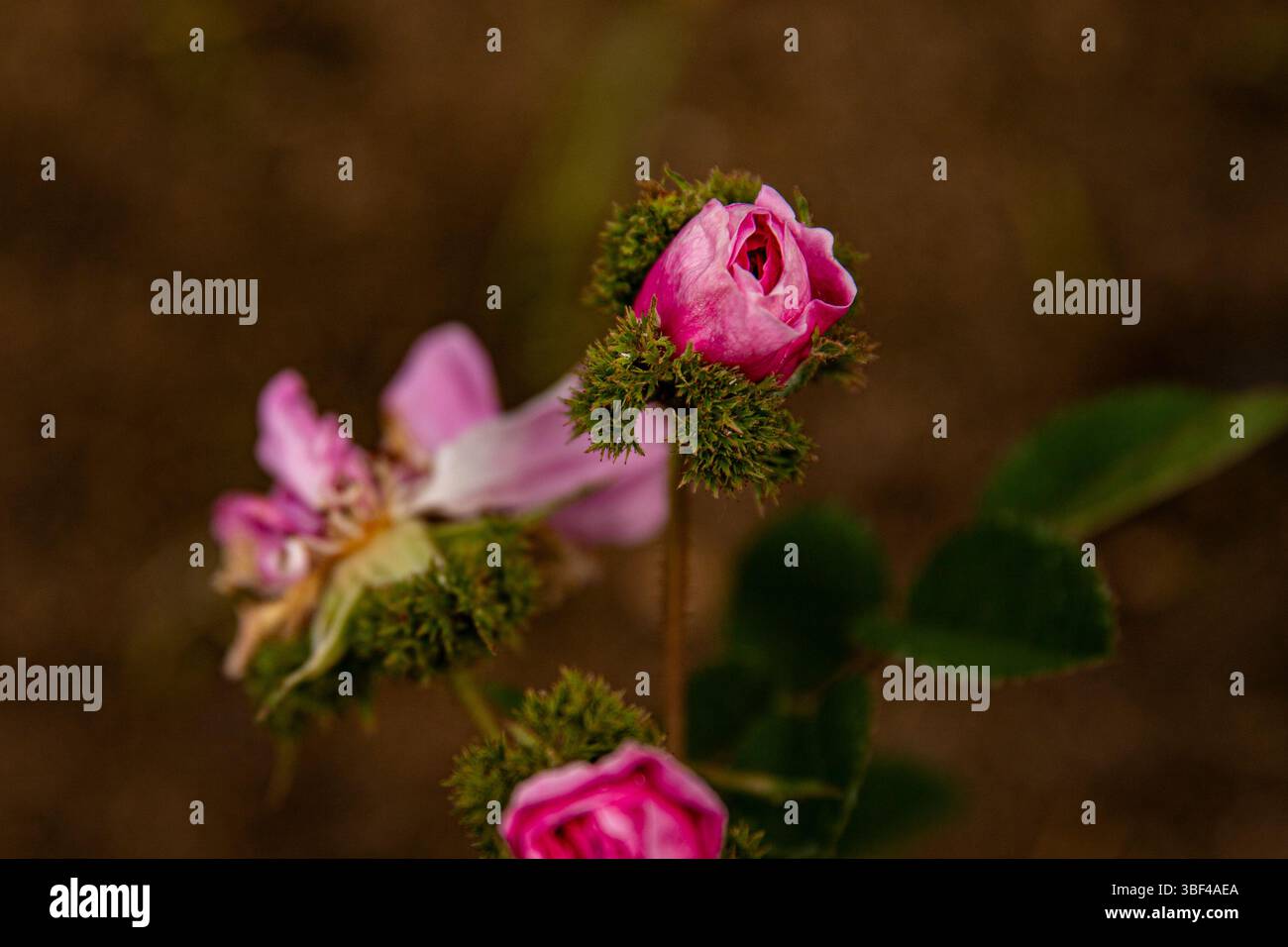 Primo piano di una rosa spinosa, immagine di sfondo con posto per l'iscrizione Foto Stock