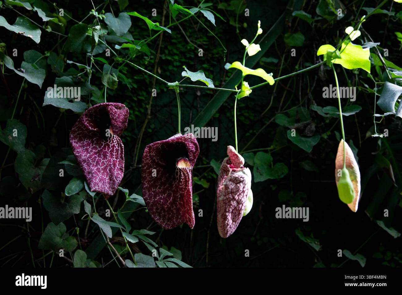 Primo piano della vite Aristolochia Fiori a tubo gigante (Aristolochia gigantea) in giardino Foto Stock