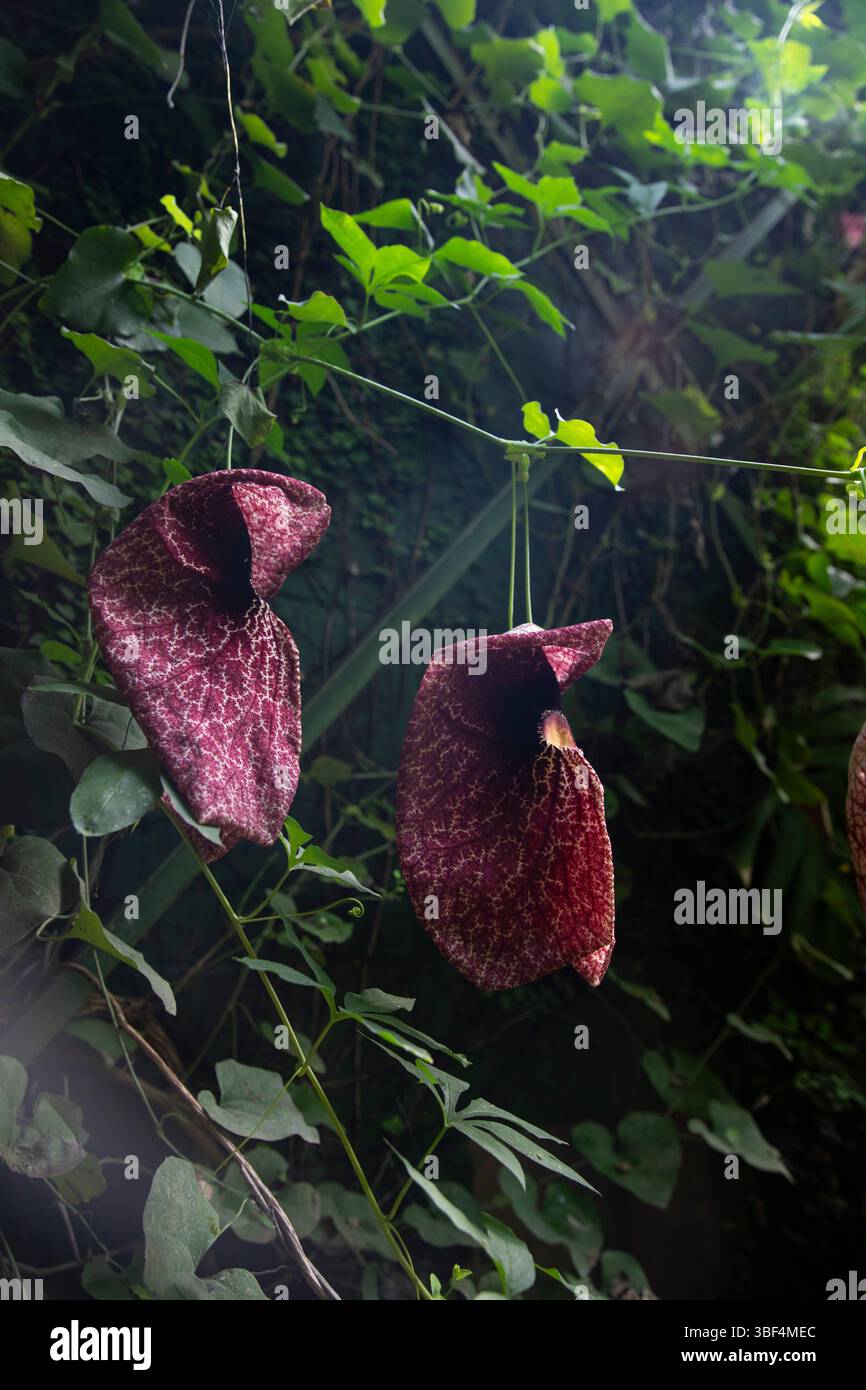 Fiori esotici di Aristolochia in piena fioritura Foto Stock