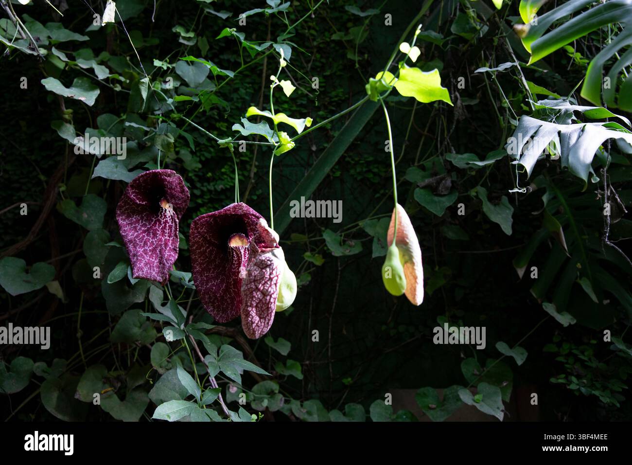 Fiore del tubo dell'olandese su sfondo verde Aristolochia. Blossom con motivi intricati Foto Stock
