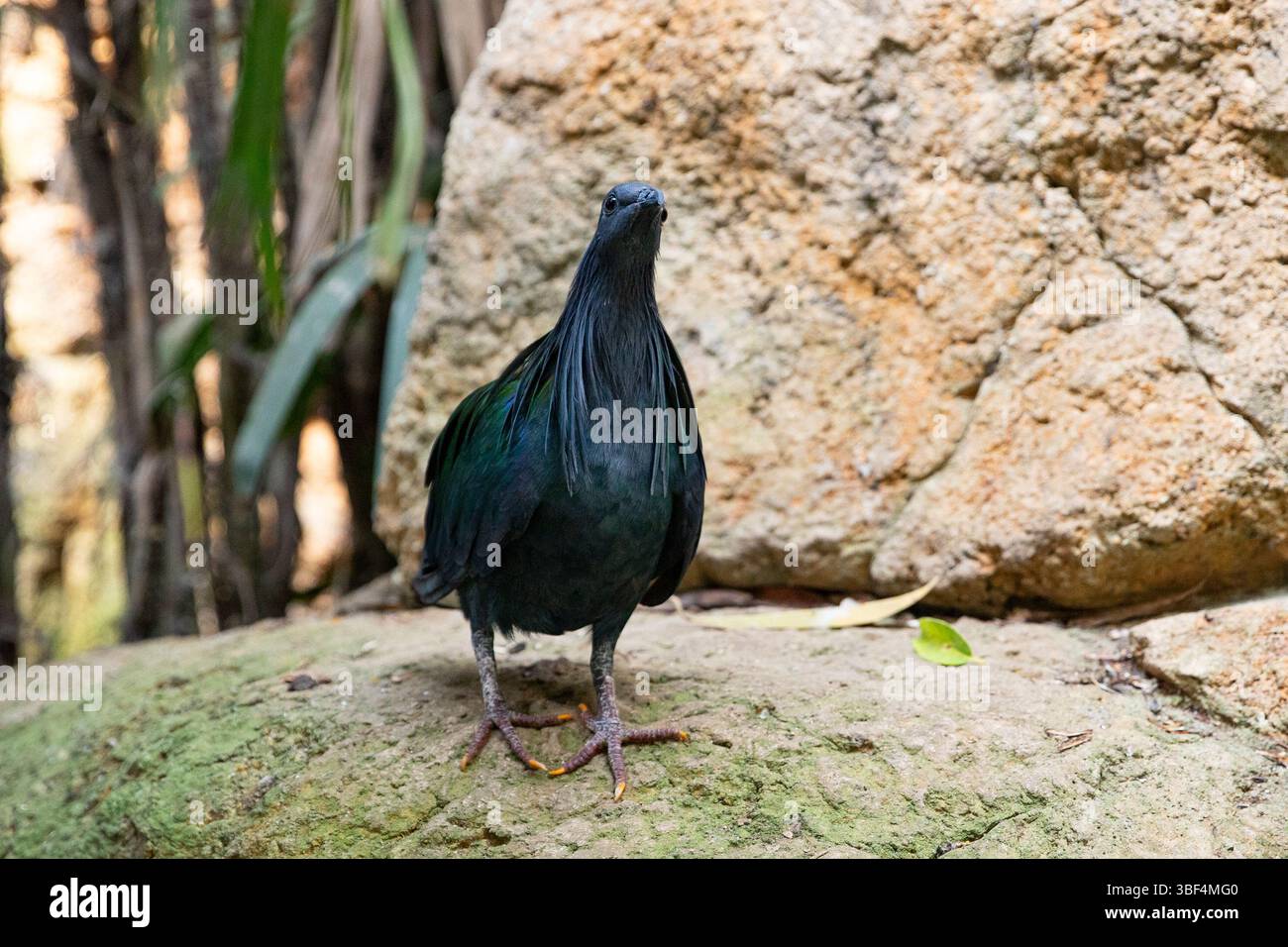 Raro Nicobar Pigeon con iridescente Plumage, spazio per il testo Foto Stock