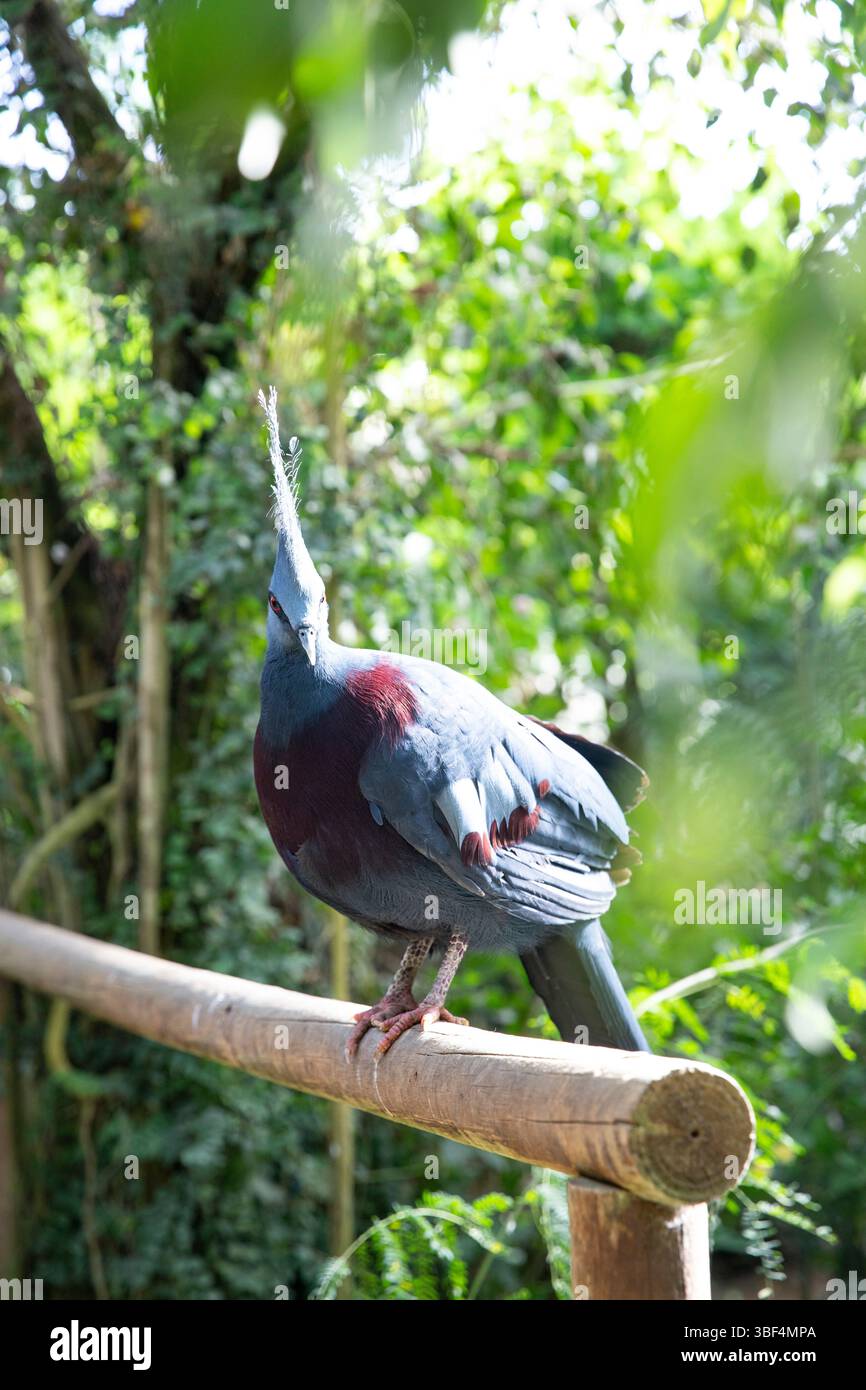 Victoria incoronò Pigeon: L'uccello regale della natura Foto Stock