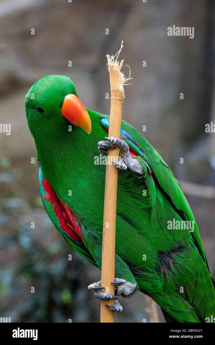 Un pappagallo eclectus innesta un bastoncino di bambù con le sue piccole gambe curve. Uccello verde brillante Foto Stock