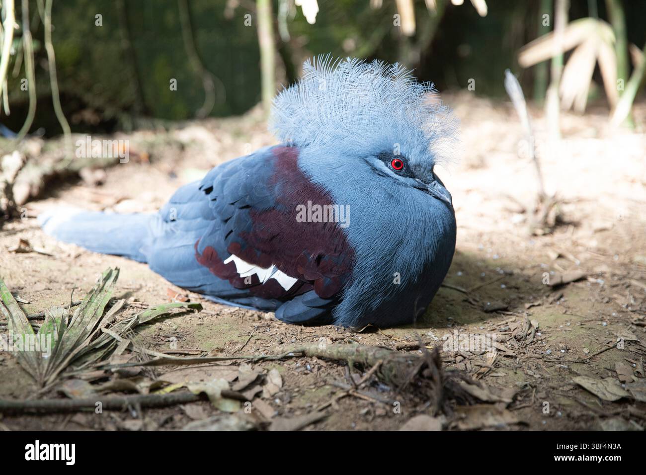 Piccione incoronato Gur Victoria. Un uccello blu con gli occhi rossi giace a terra Foto Stock