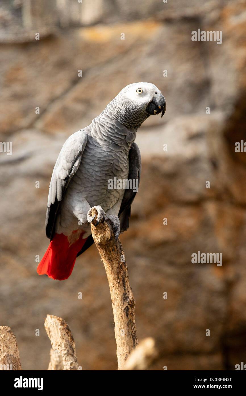 Uccello esotico grigio pappagallo di Jaco nell'ambiente naturale Foto Stock