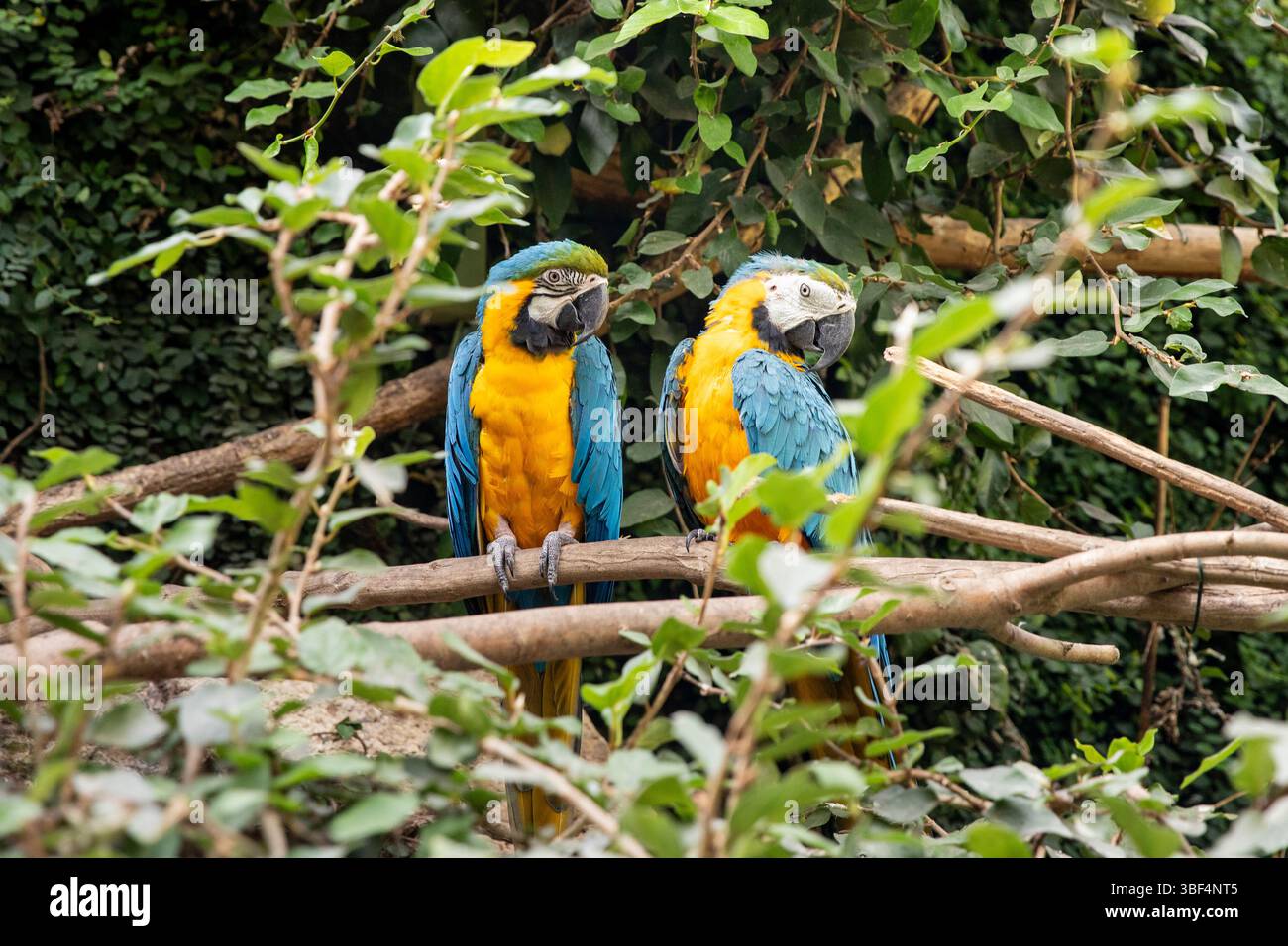 Macaw pappagalli su un albero. Uccelli esotici Foto Stock