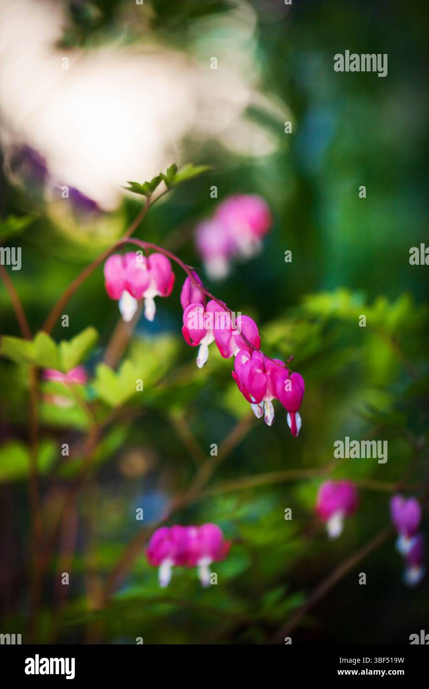 Magnifico Dicentra, il magnifico fiore di cuore, Lamprocapnos spectabilis o Dicentra spectabilis, fiorito nel giardino ornamentale, sfocato backgrou Foto Stock