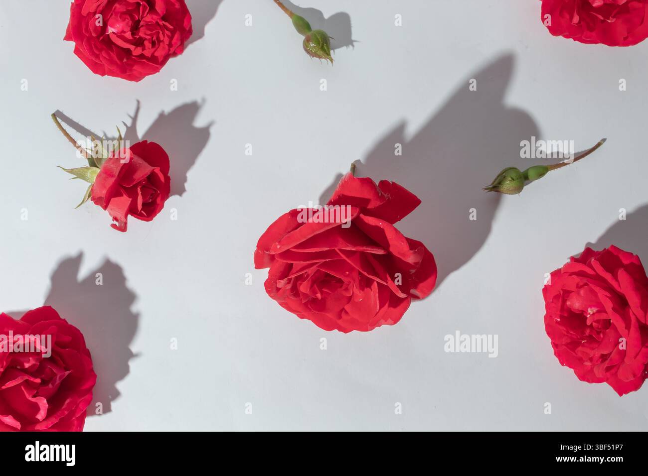 Rose rosse su sfondo bianco Foto Stock