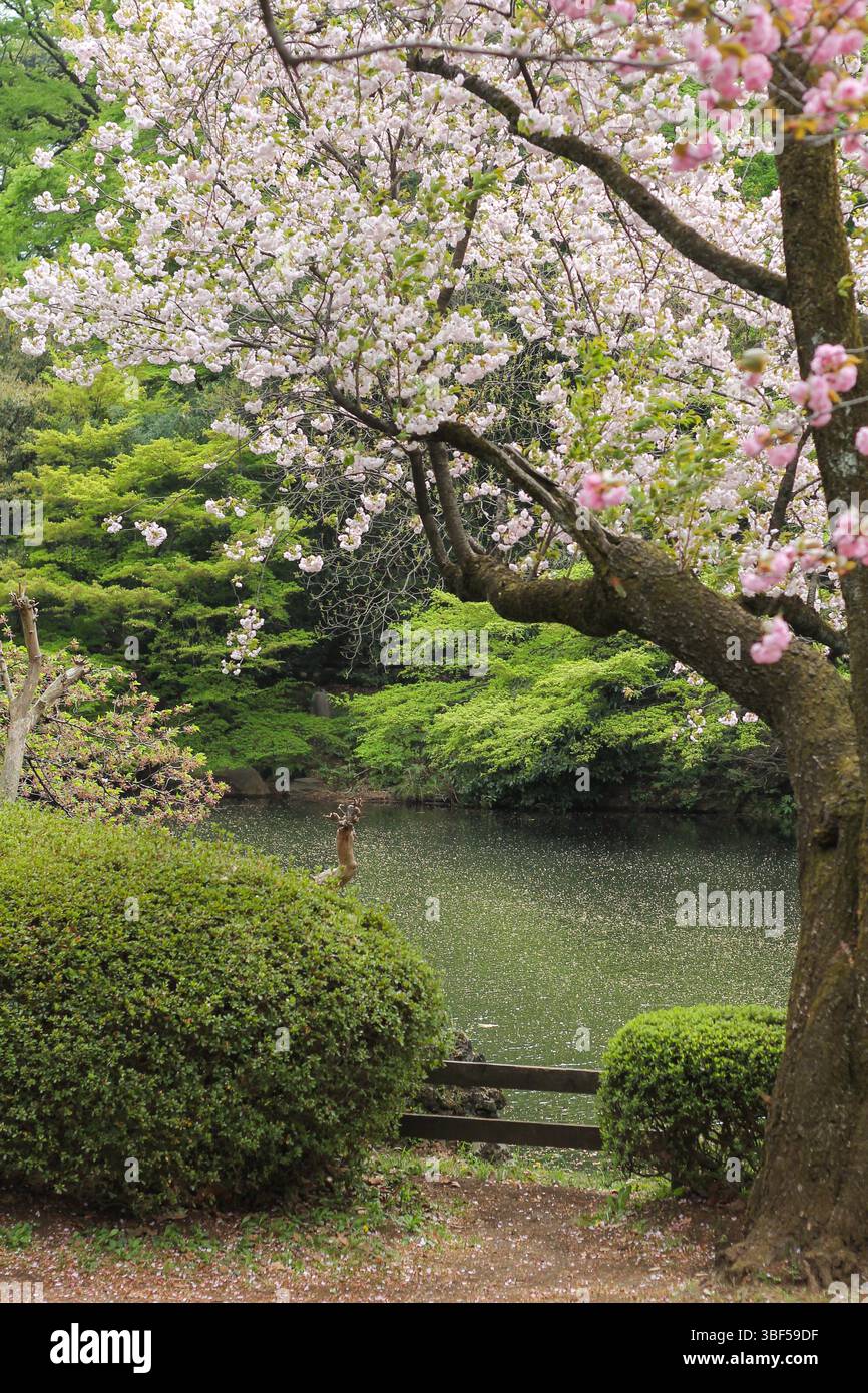 I fiori di ciliegio sovrastano un tranquillo fiume verde a Shinjuku Gyoen, Tokyo. I petali galleggiano sull'acqua; un momento tranquillo e romantico di primavera in Giappone Foto Stock