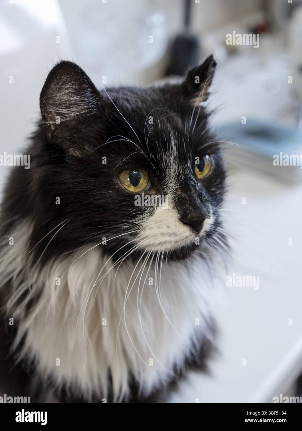 Gatto nero domestico con petto bianco e occhi gialli, da vicino, guardando lateralmente Foto Stock