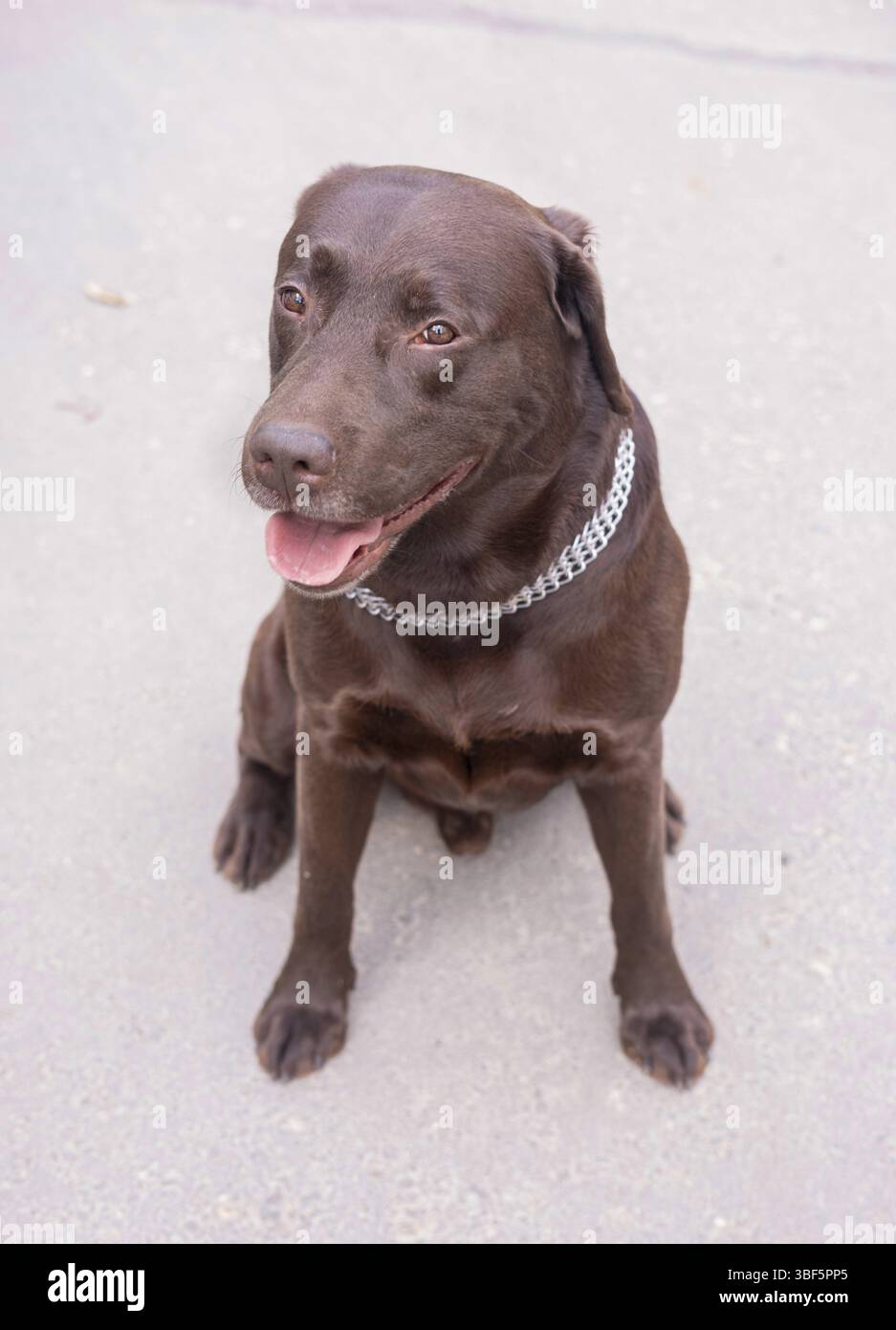 Brown Labrador si siede sulla strada, le orecchie premute e guarda con devozione il proprietario, alla telecamera Foto Stock