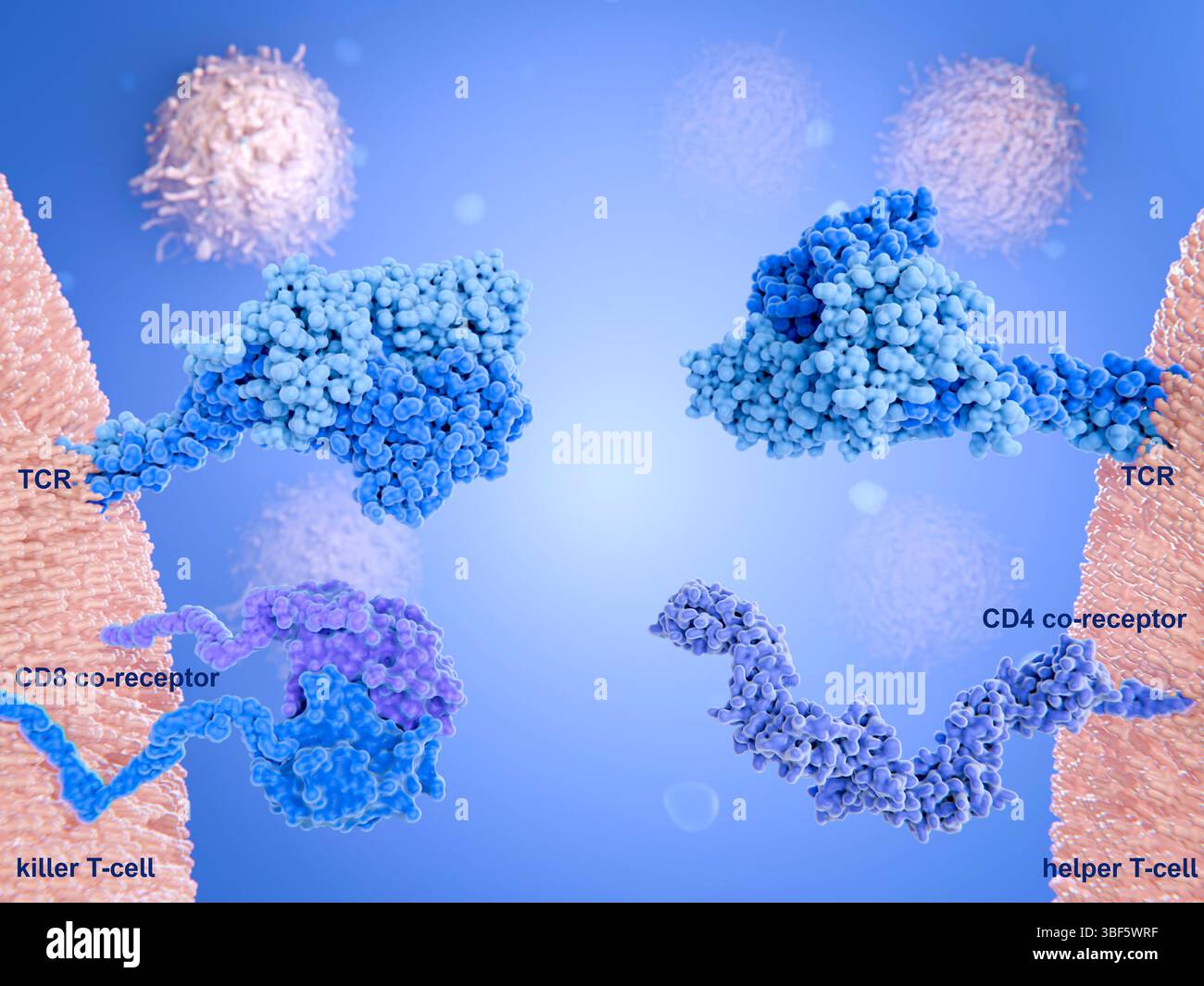 Recettori delle cellule T killer e helper, illustrazione Foto Stock