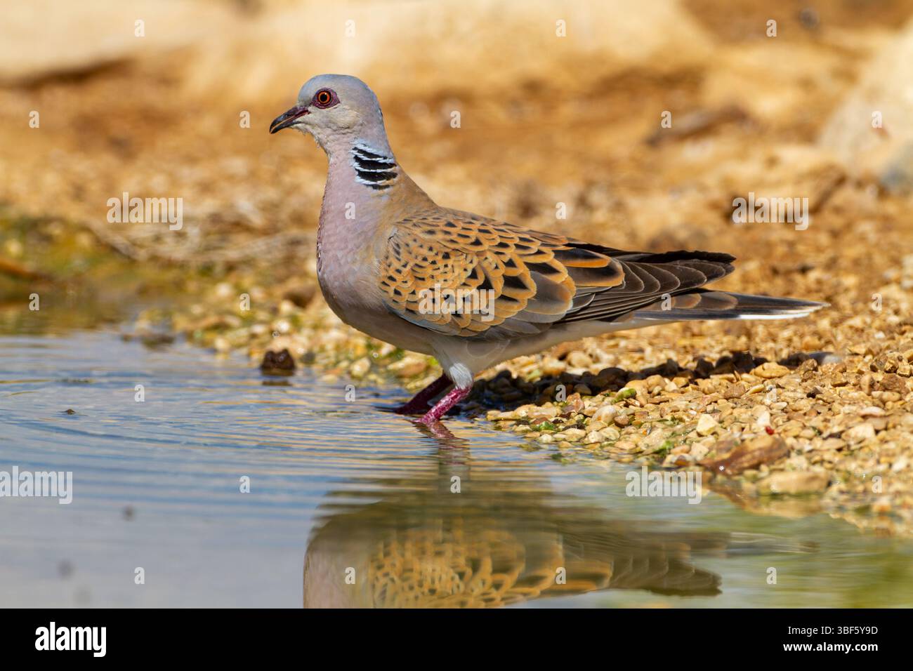Tortora europea (Streptopelia turtur) vicino all'acqua. Fotografato in Israele. Foto Stock