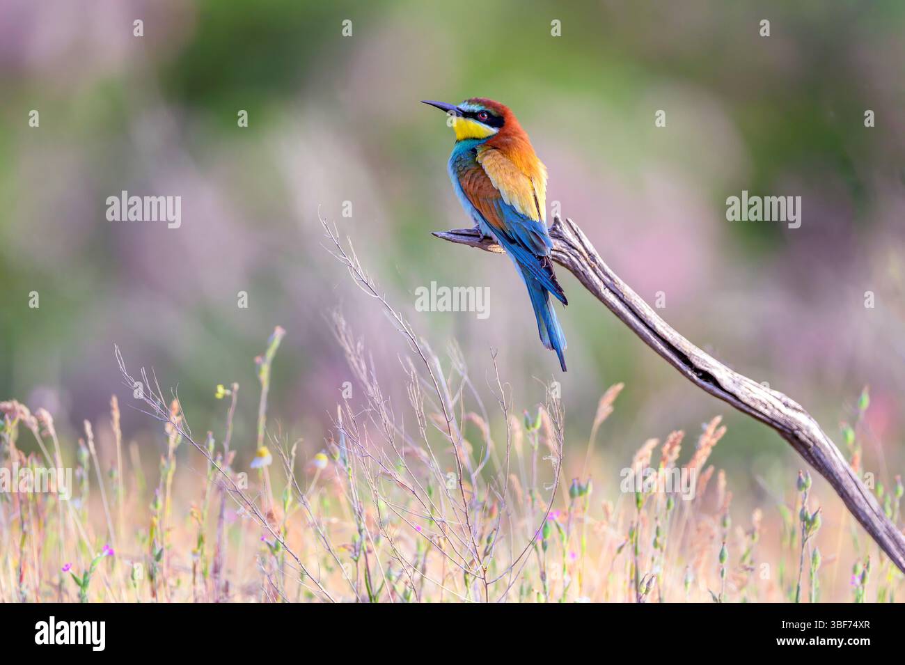Mangiatore di api europeo (Merops apiaster) di Tiszaalpár, Ungheria. Foto Stock Mangiatore di api europeo (Merops apiaster) di Tiszaalpár, Ungheria. Foto Stock