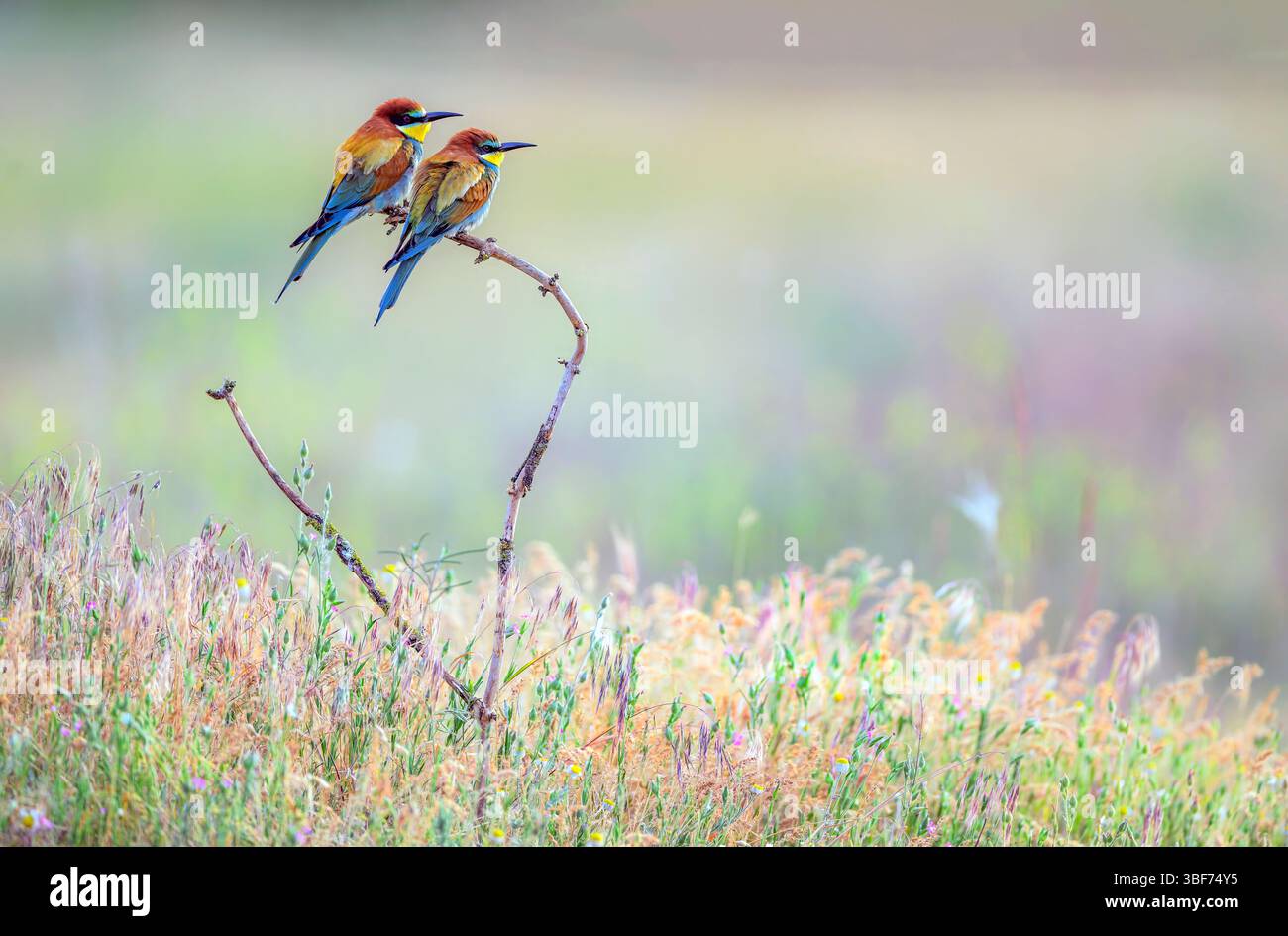 Coppia di api europee (Merops apiaster) di Tiszaalpár, Ungheria. Foto Stock Coppia di api europee (Merops apiaster) di Tiszaalpár, Ungheria. Foto Stock