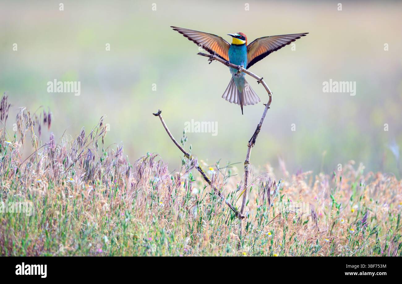 Mangiatore di api europeo (Merops apiaster) di Tiszaalpár, Ungheria. Foto Stock Mangiatore di api europeo (Merops apiaster) di Tiszaalpár, Ungheria. Foto Stock