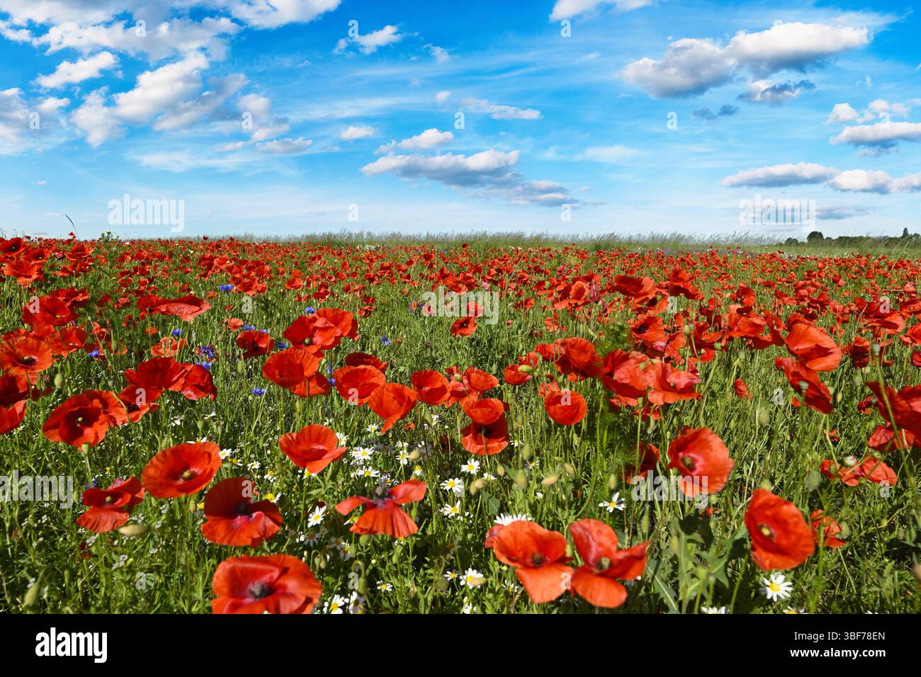Bella giornata estiva sul campo di papavero Foto Stock