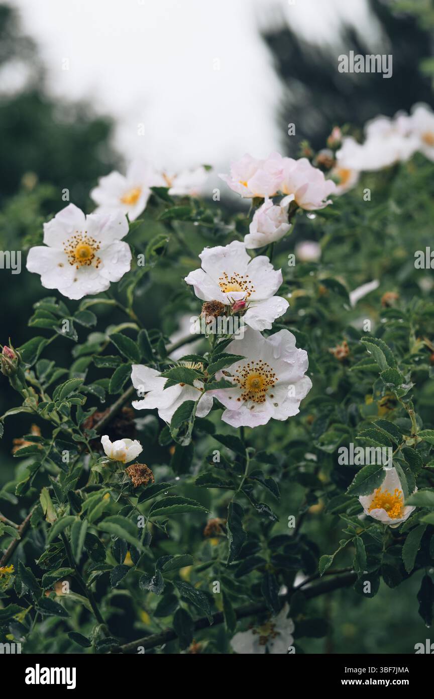 Una rosa da tè con gocce di pioggia dopo una doccia estiva. Una delicata rosa da tè ricoperta di gocce d'acqua fresche che brillano dopo una leggera pioggia estiva. Foto Stock