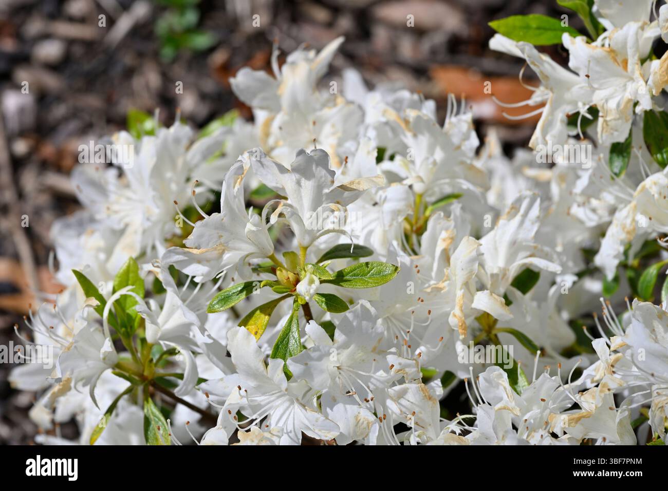 Fiori primaverili bianchi e gemme di azalea decidua, Rhododendron Rose Greeley UK Garden May Foto Stock