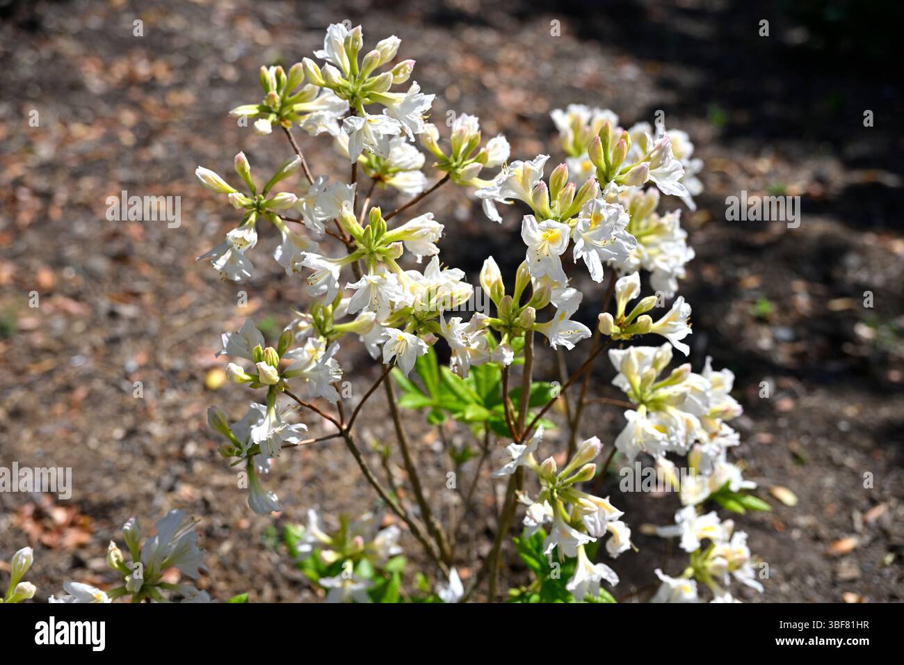 Fiori primaverili bianchi e boccioli di azalea decidua, Rhododendron 'Persil' UK Garden May Foto Stock