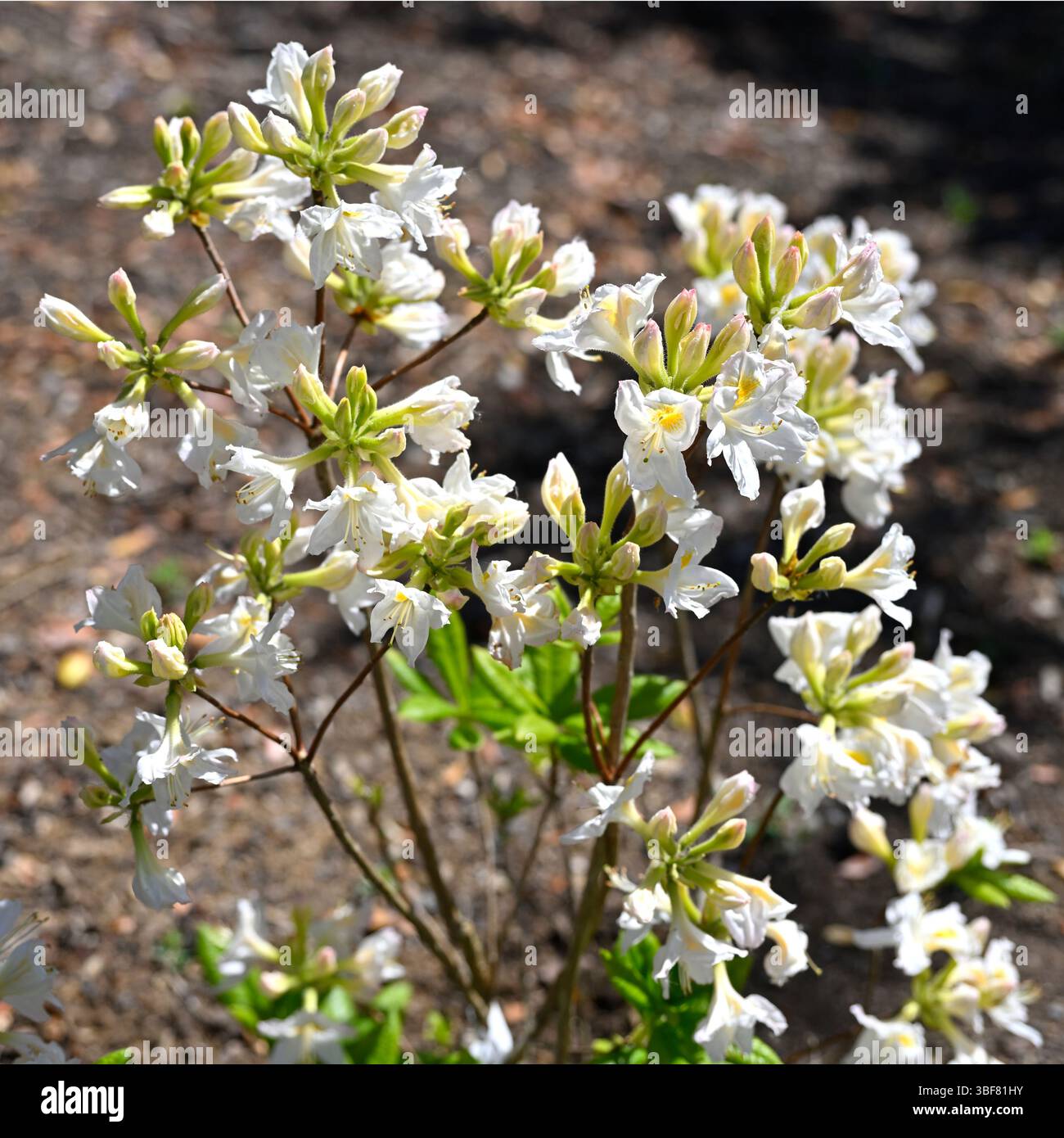 Fiori primaverili bianchi e boccioli di azalea decidua, Rhododendron 'Persil' UK Garden May Foto Stock