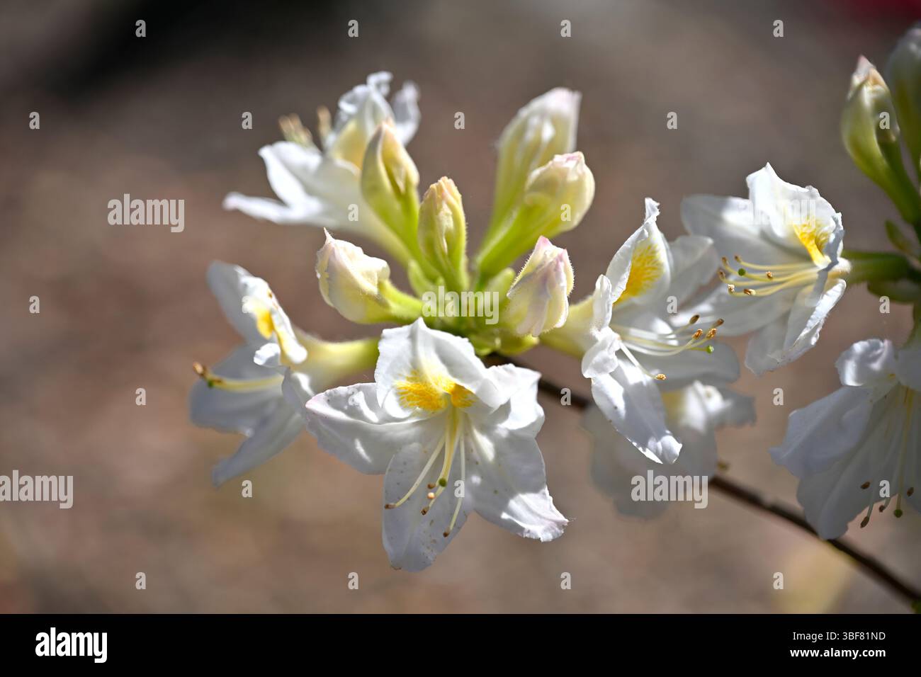 Fiori primaverili bianchi e boccioli di azalea decidua, Rhododendron 'Persil' UK Garden May Foto Stock