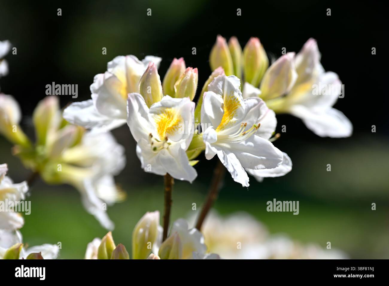 Fiori primaverili bianchi e boccioli di azalea decidua, Rhododendron 'Persil' UK Garden May Foto Stock
