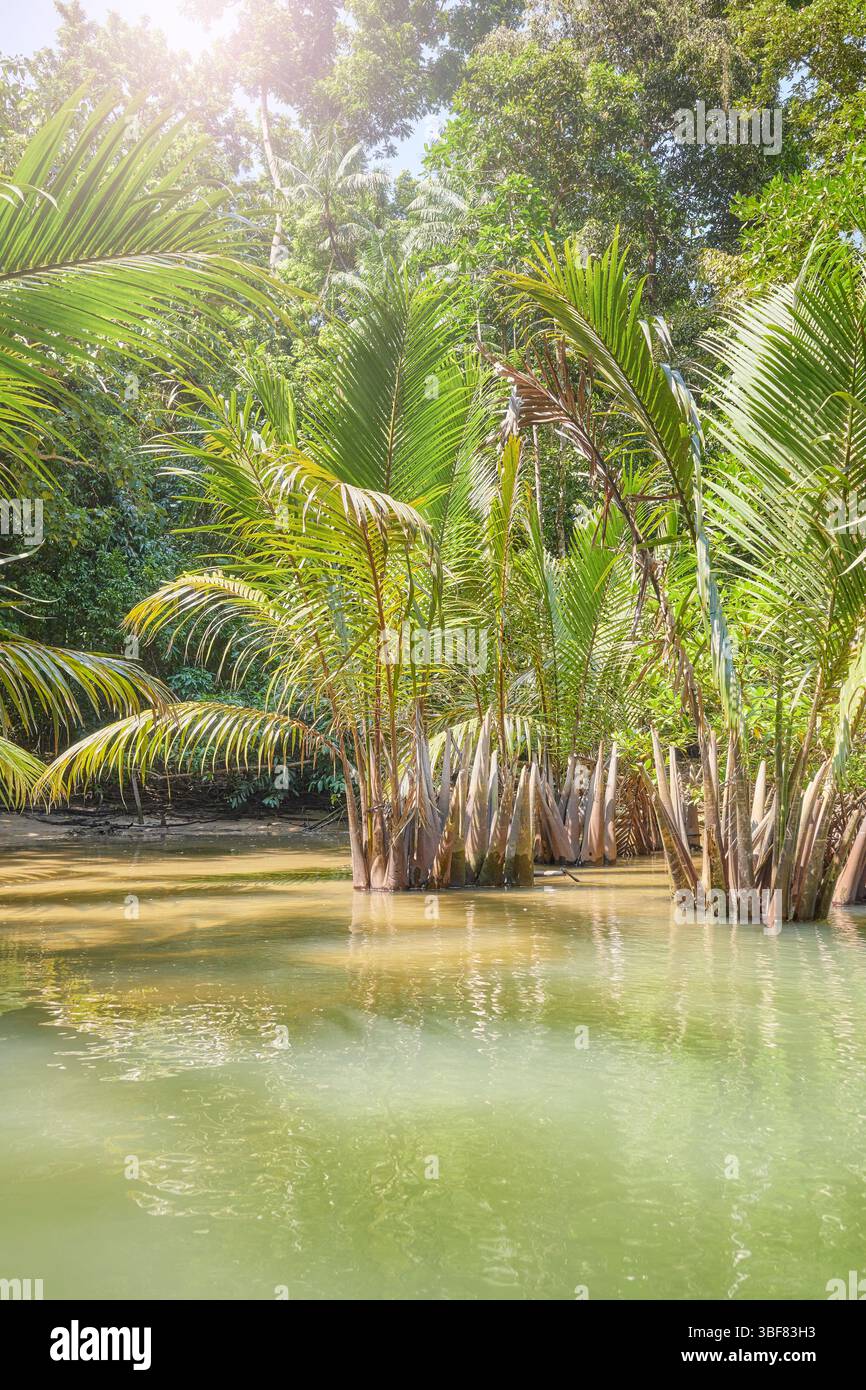 Fiume nella giungla sull'isola di Palawan, Filippine. Foto Stock