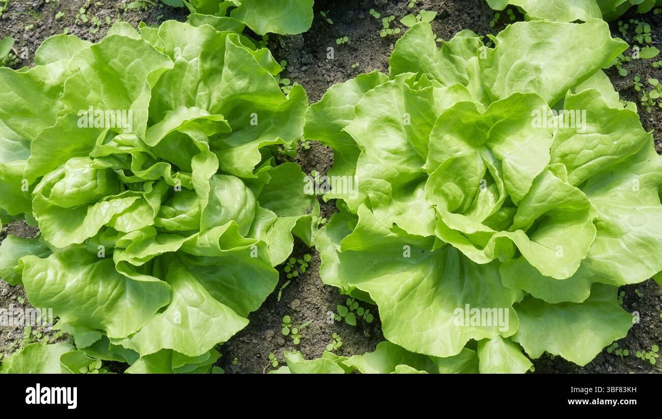 Foto ravvicinata della lattuga biologica, messa a fuoco selettiva. Foto Stock