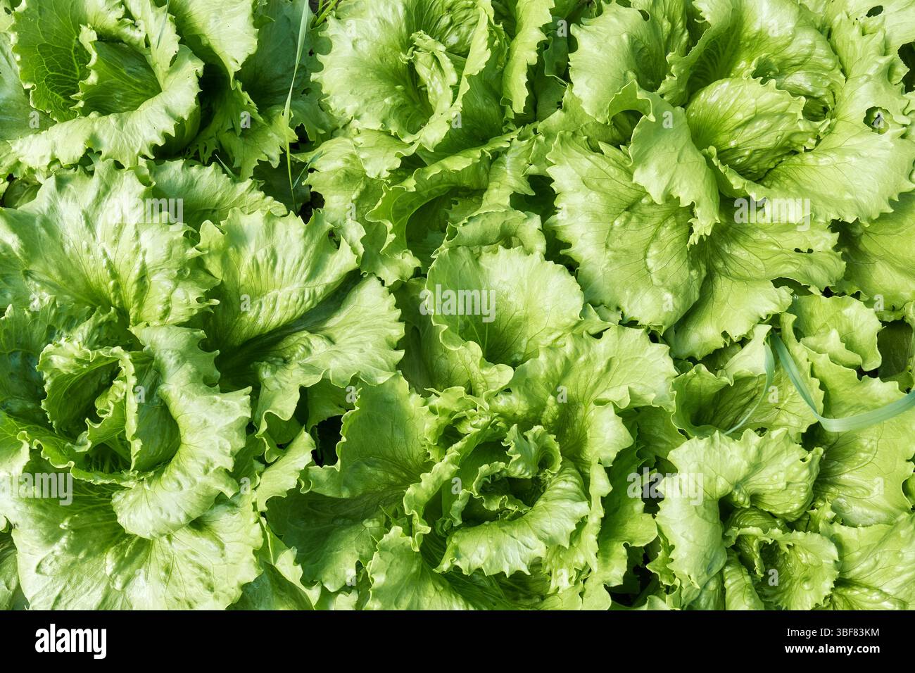 Foto ravvicinata della lattuga biologica, messa a fuoco selettiva. Foto Stock