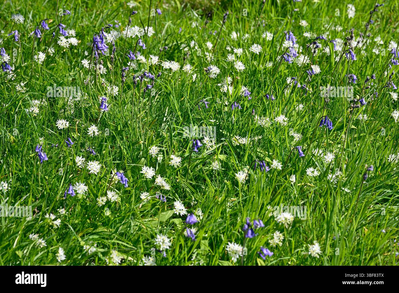 Fiori primaverili blu di campanelli inglesi, Hyacinthoides non scripta e ramson fanno tremare aglio selvatico Regno Unito maggio Foto Stock