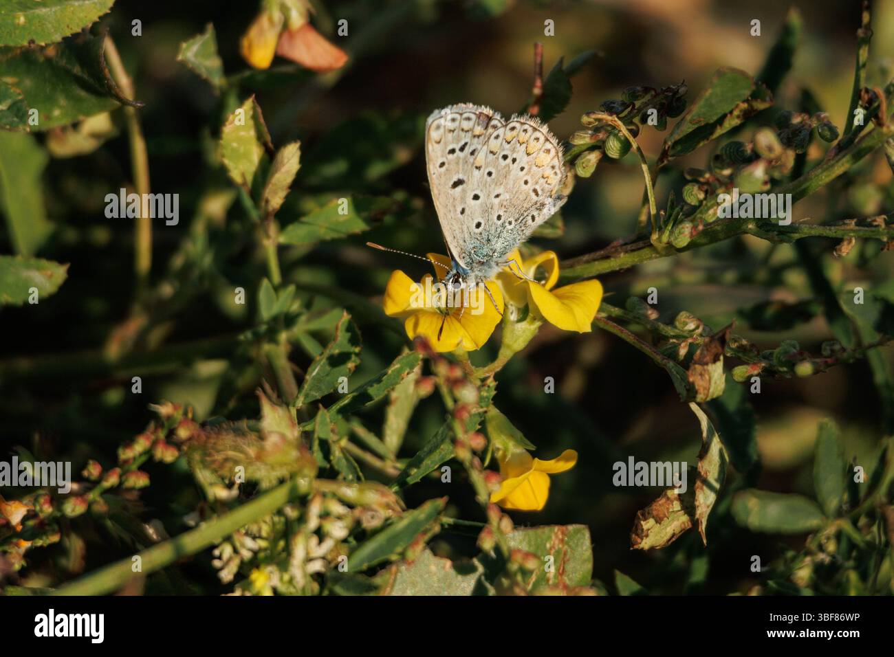 Farfalla ragazza smaltata Plebejus idas che mangia nettare dal seme di pecora Scorpiurus muricatus, Beniarres, Spagna Foto Stock
