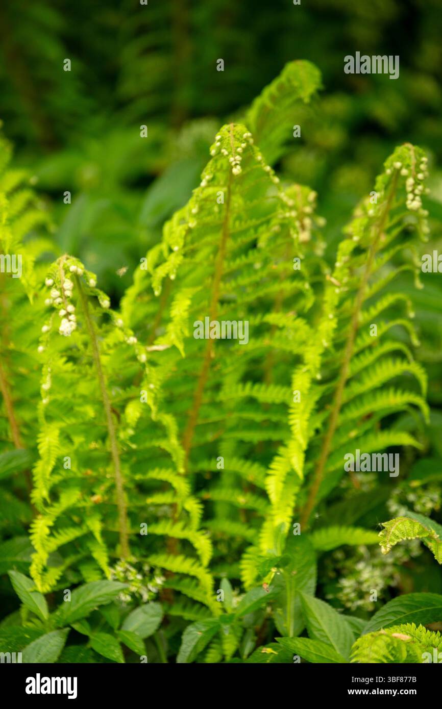 Piante naturali da vicino formate da Ferns Criss che attraversano in una danza verdeggiante. rappresentazione, naturale, distinta, libertà, simbolismo, schema astratto Foto Stock