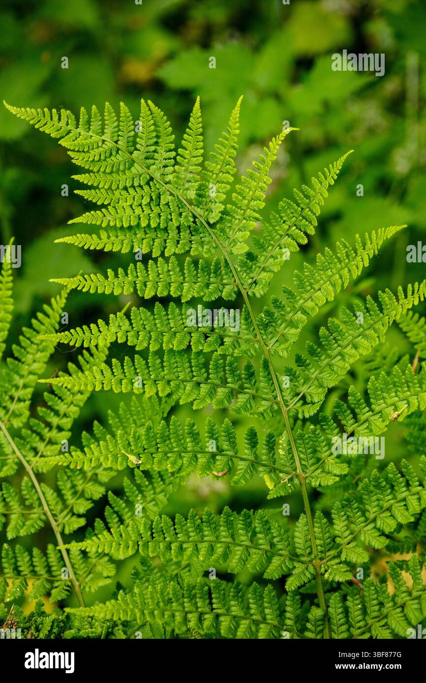 Piante naturali da vicino formate da Ferns Criss che attraversano in una danza verdeggiante. rappresentazione, naturale, distinta, libertà, simbolismo, schema astratto Foto Stock