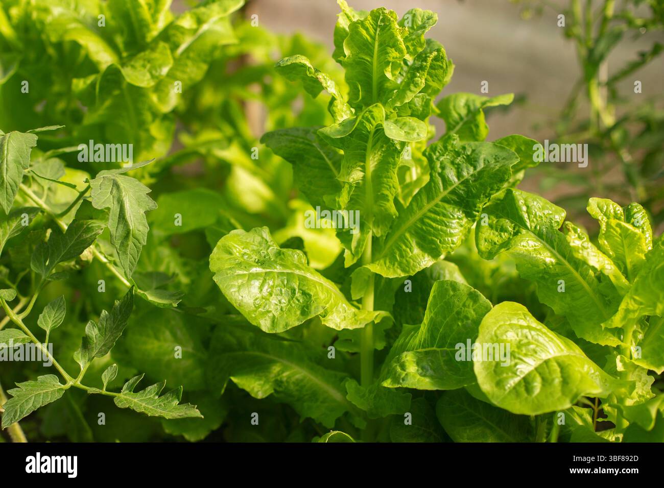 Primo piano di lattuga romaina fresca in un letto di verdure all'aperto. Verdure a foglia verde coltivate in un giardino di casa, vista dall'alto. Foto Stock