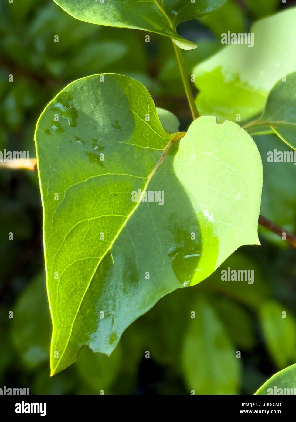 Makroaufnahme von Grünen Blättern mit Wassertropfen nach dem Regen Foto Stock