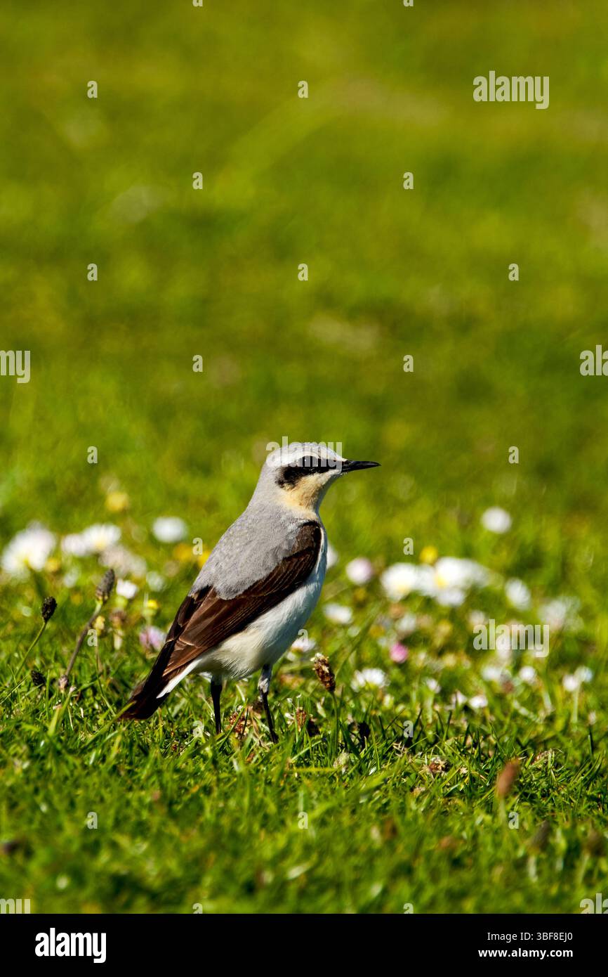Maschio per adulto singolo, grano settentrionale (Oenanthe Oenanthe), in prato, Cornovaglia, Regno Unito Foto Stock