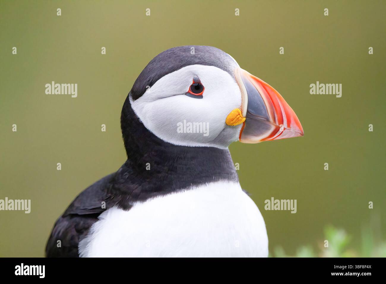 Pulcinella di mare Foto Stock