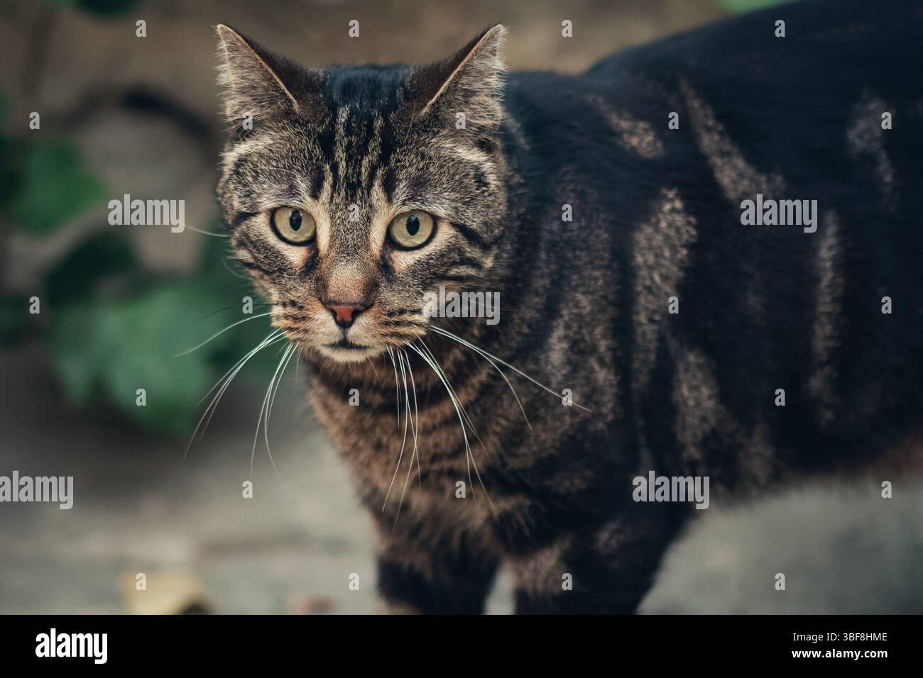 Un gatto da tabby con marcature a strisce e occhi verdi brillanti che guardano direttamente la telecamera dall'ambiente esterno. Foto Stock