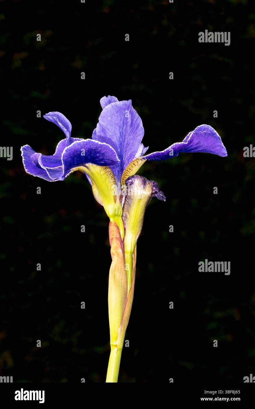 Primo piano del fiore dell'Iris siberiano, Iris sibirica "Silver Edge" su sfondo nero. Foto Stock