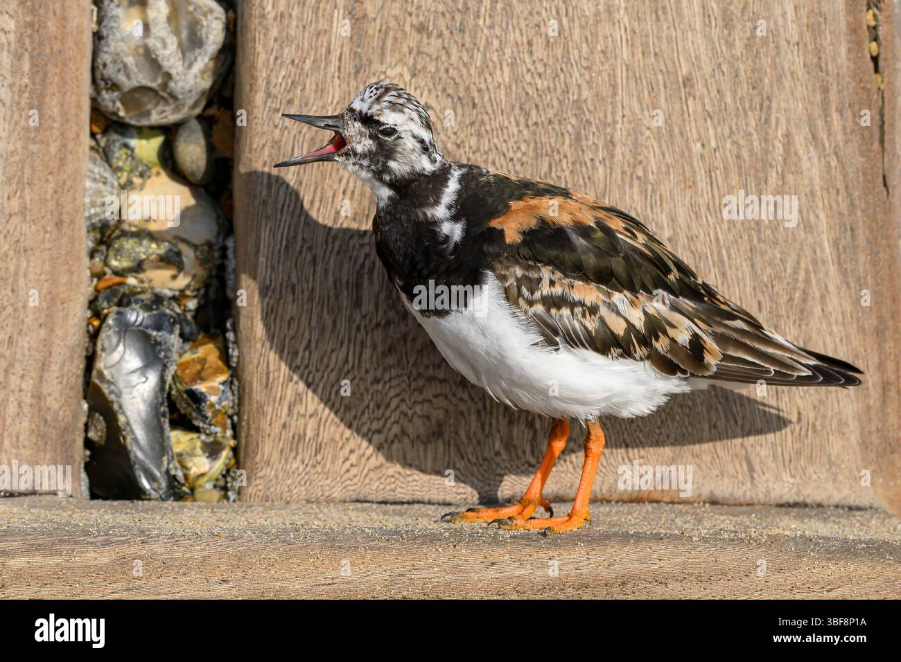 Turnstone, Ruddy Turnstone, Arenaria interpres, uccello piumato estivo adulto in piedi su una vecchia struttura in legno a groyne Norfolk August Foto Stock