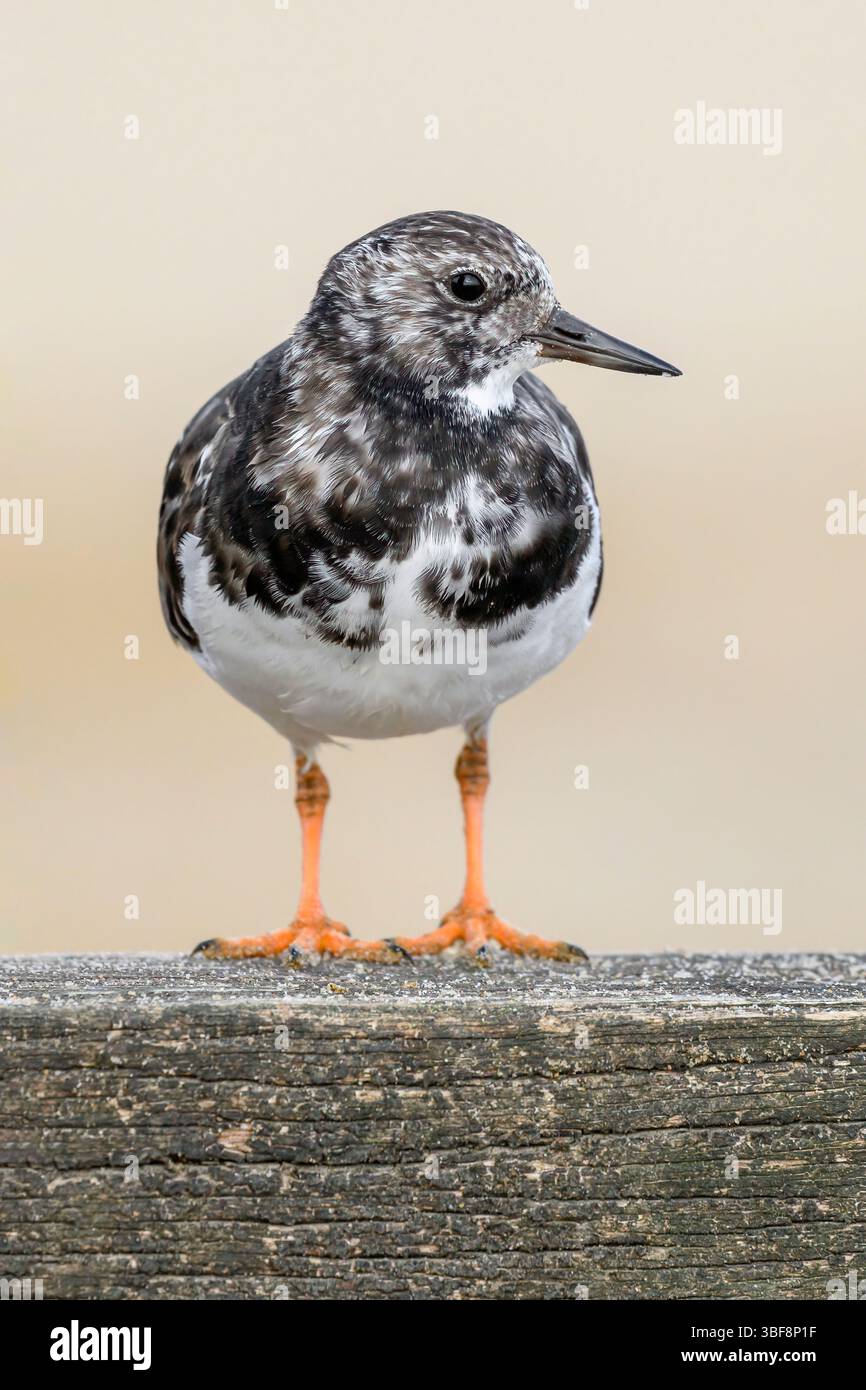 Turnstone, Ruddy Turnstone, Arenaria interpres, uccello piumato della muta adulto in piedi su una struttura in legno groyne Norfolk September Foto Stock