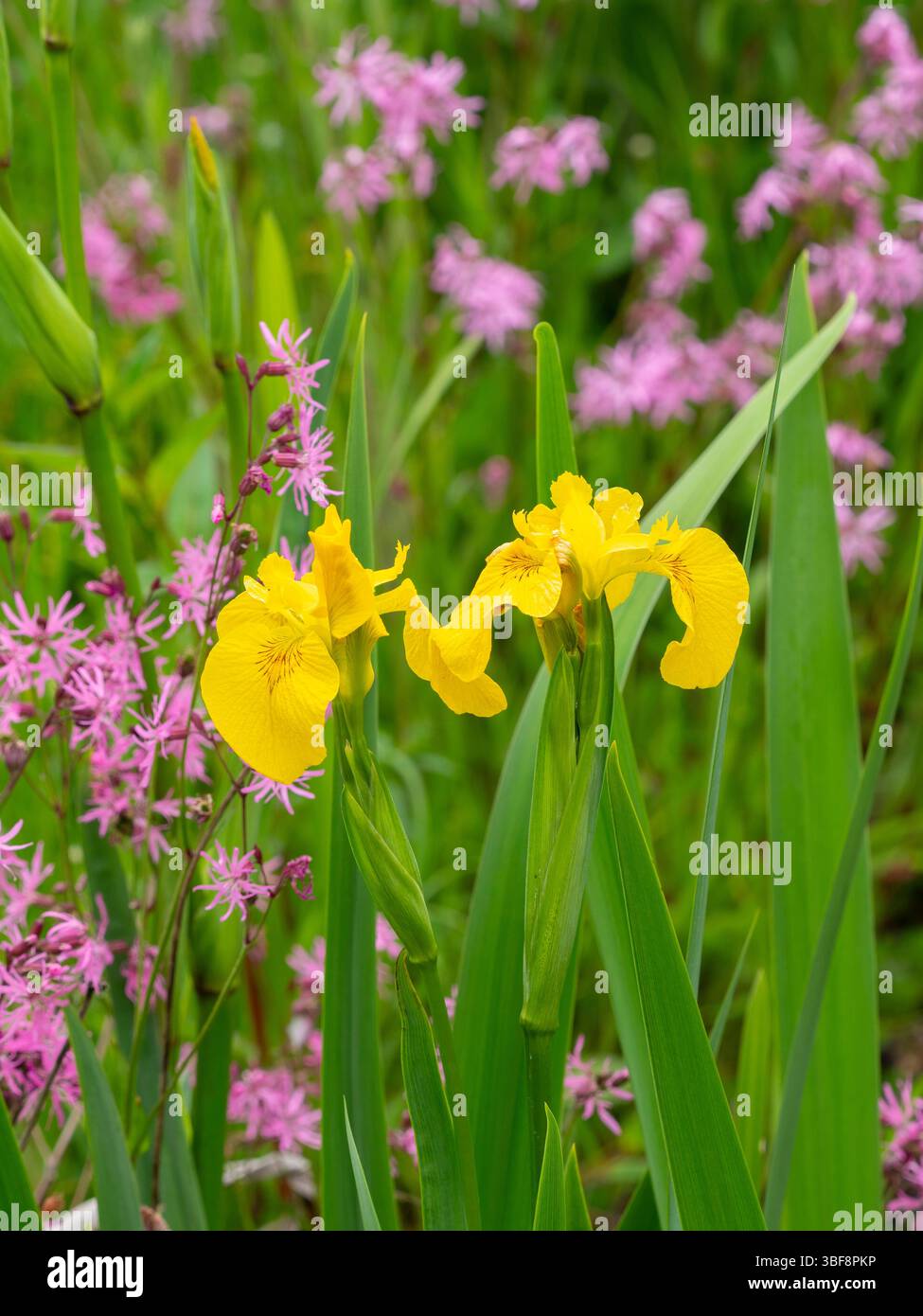 Iris pseudacorus, la bandiera gialla, l'iride gialla o la bandiera dell'acqua Foto Stock