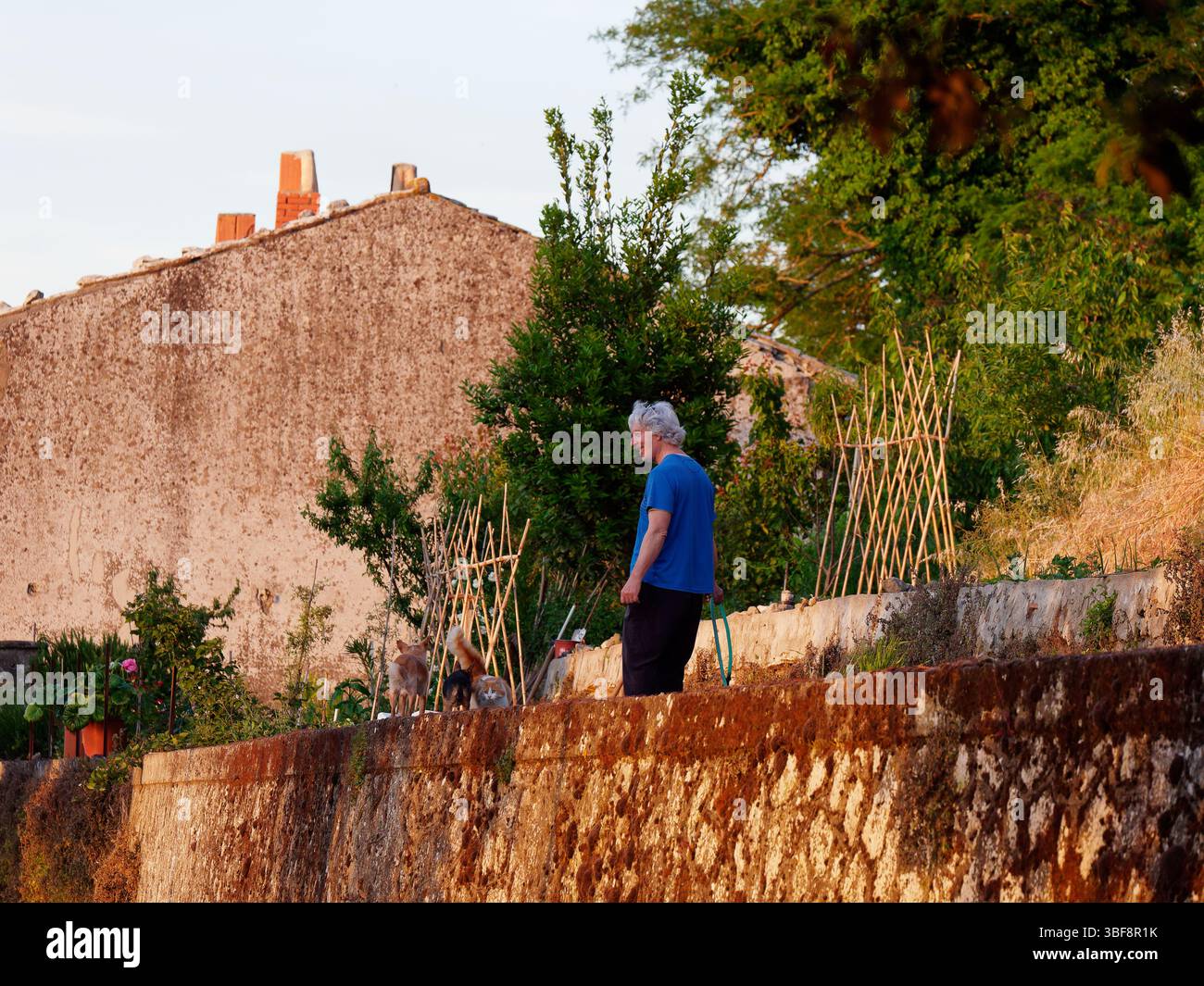 Uomo in t-shirt, giardino sopraelevato con cani vicino al tramonto a Montefiascone, regione Lazio, Italia. 30 maggio 2025 Foto Stock