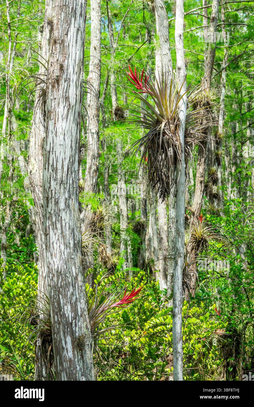 Bromeliadi cardinali, aeroplani rossi che brillano sui tronchi degli alberi sulla strada panoramica Loop Road nel Parco Nazionale delle Everglades, Florida Foto Stock