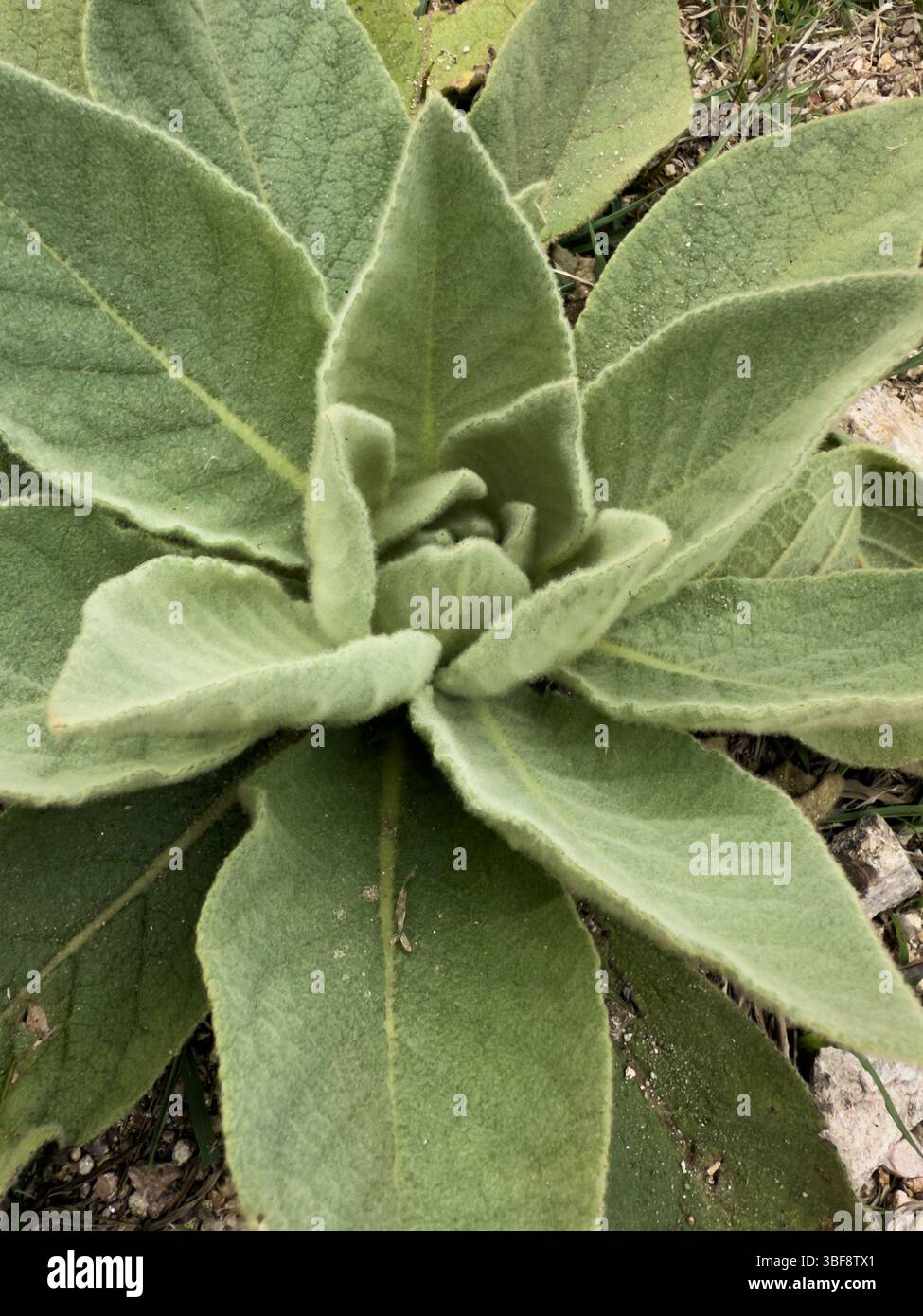 Pianta di mulleina selvatica (Verbascum thapsus) con foglie vellutate nella rosetta basale Foto Stock