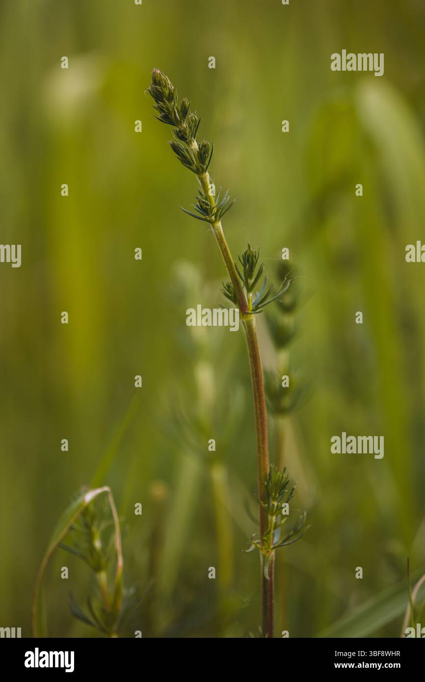 Piante da campo in un giorno di maggio soleggiato. Paesaggio in campagna. Foto Stock