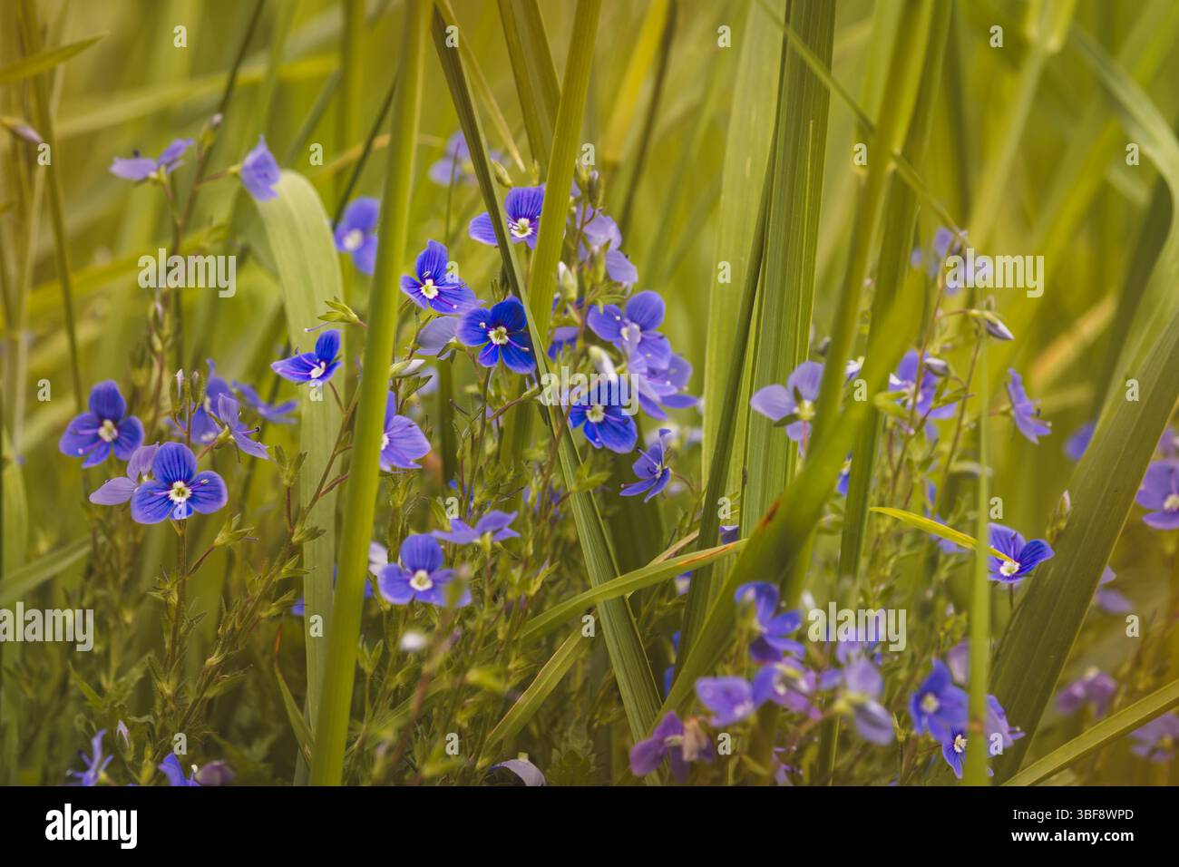 Piante da campo in un giorno di maggio soleggiato. Paesaggio in campagna. Foto Stock