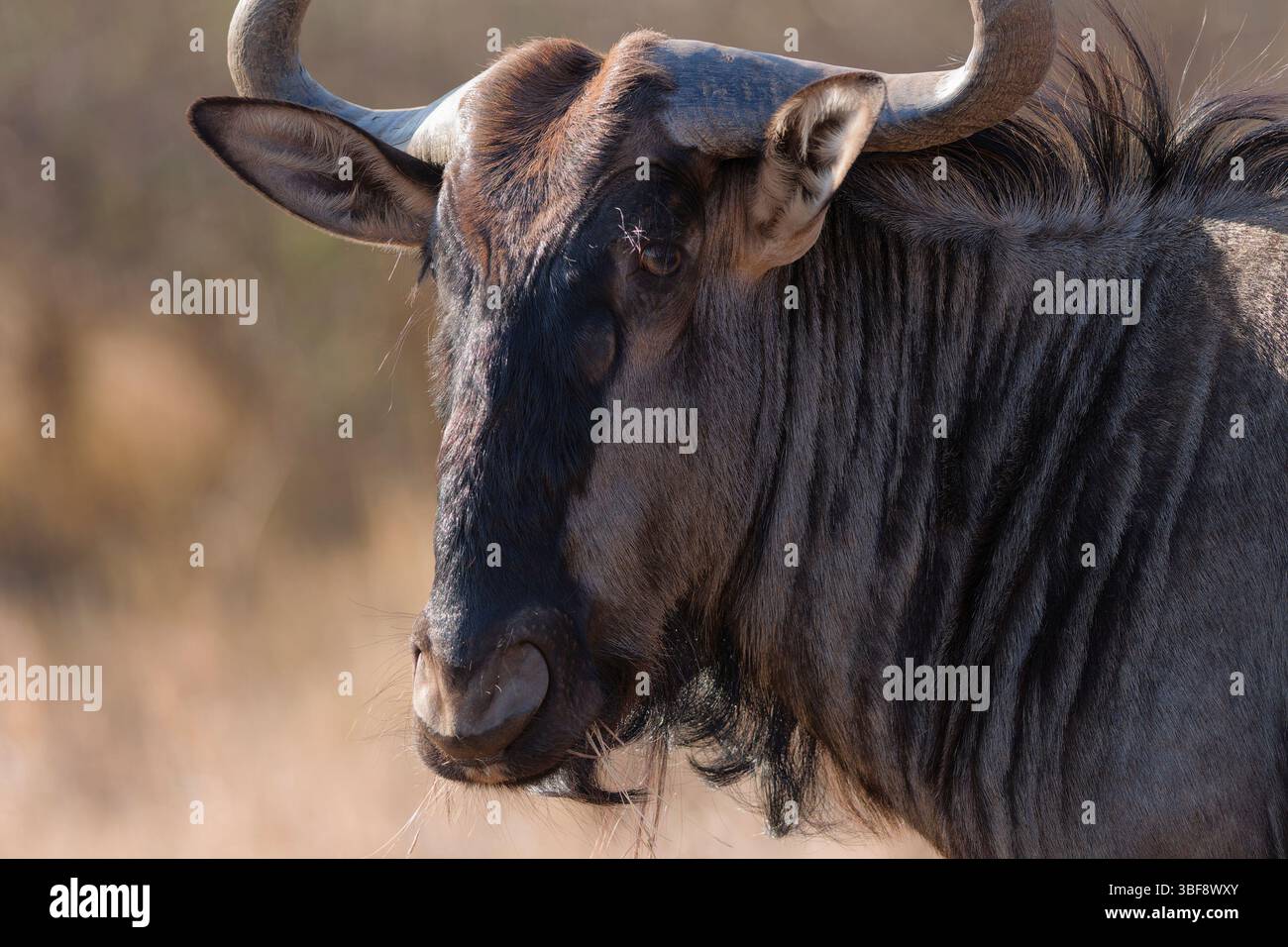 gnu (Connochaetes taurinus), alimentazione adulti su erba secca, ritratto di animali, primo piano della testa, Kruger National Park, Sudafrica, Africa Foto Stock