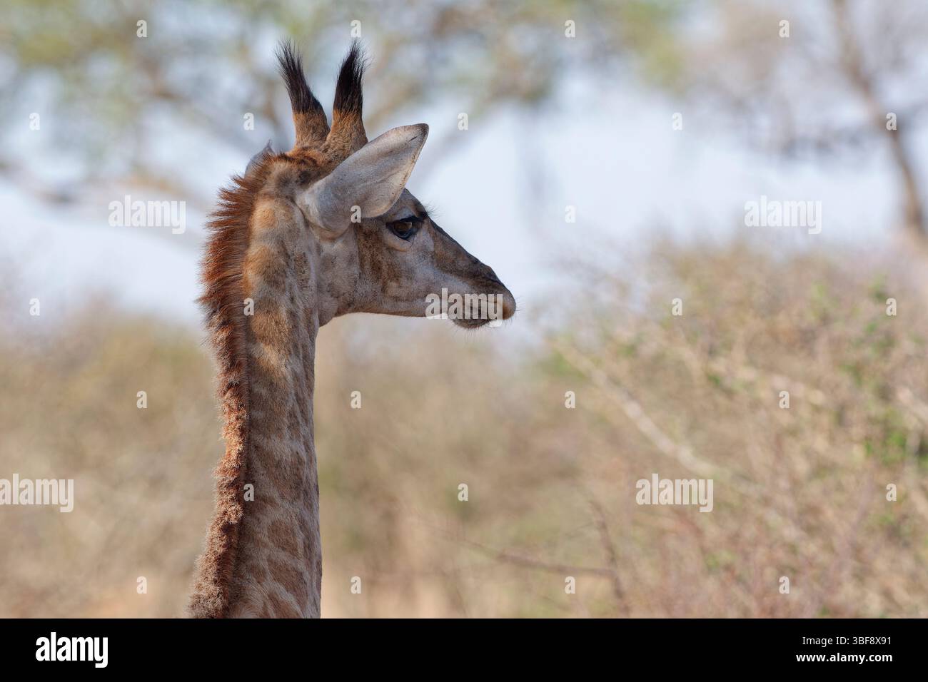 Giraffa sudafricana (Giraffa camelopardalis giraffa), giovane animale, ritratto di animali, primo piano della testa, Parco nazionale Kruger, Sudafrica, Africa Foto Stock